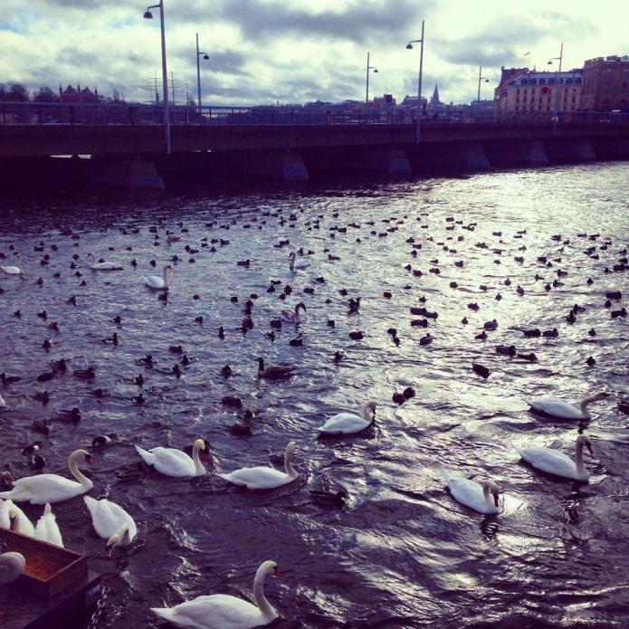 11021238_10153196234453738_6965623616009148579_n